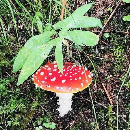 Feriehus Malerwinkel, Forsthaus